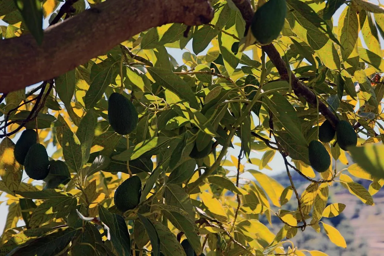 Finca El Regalo Competa